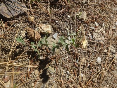 Centaurea pectinata, photographed by Ben Costamagna
