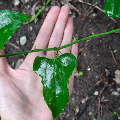 Smilax excelsa, photographed by Виктория Билоус