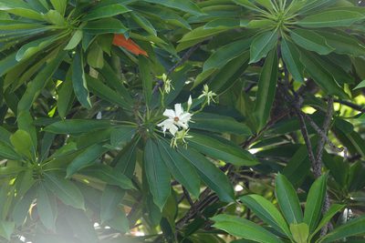Cerbera manghas, photographed by Cheongweei Gan