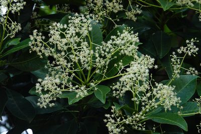 Buchanania arborescens, photographed by Cheongweei Gan