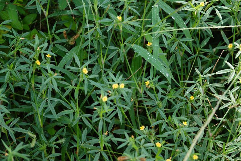 Stylosanthes humilis, photographed by Cheongweei Gan