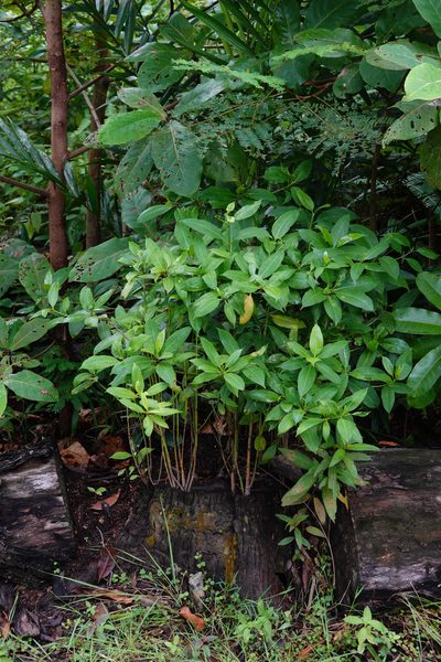 Cyrtophyllum fragrans, photographed by Cheongweei Gan