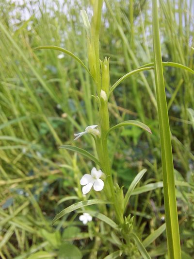 Striga angustifolia, photographed by Ramesh Shenai Jr.