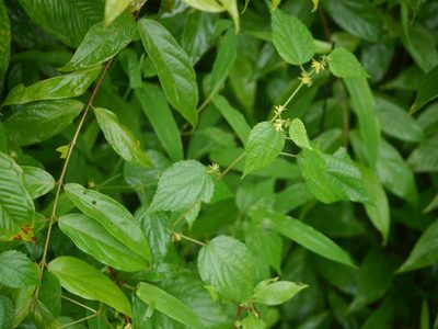 Triumfetta annua, photographed by Dinesh Valke