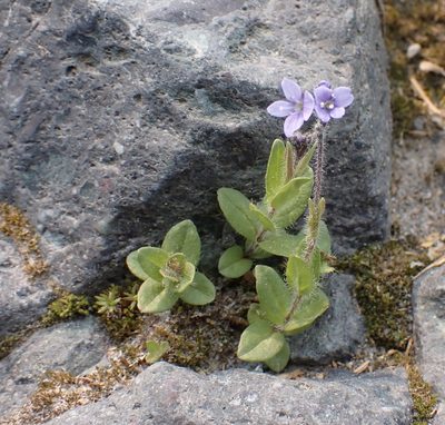 Veronica wormskjoldii, photographed by John Brew