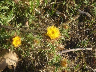Carlina hispanica, photographed by Ben Costamagna