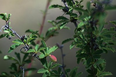 Berberis sibirica, photographed by Pavel Komkov
