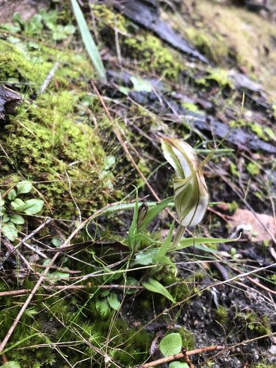Pterostylis robusta, photographed by Connor Margetts