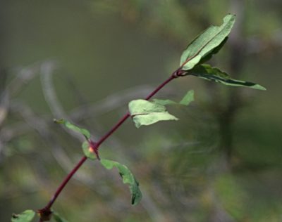 Lonicera caerulea, photographed by Pavel Komkov