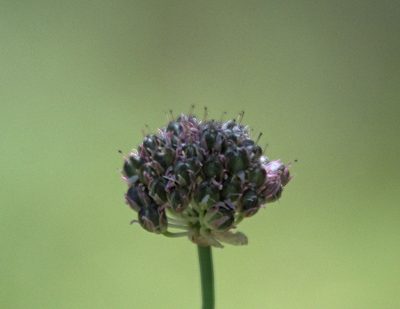 Allium strictum, photographed by Pavel Komkov