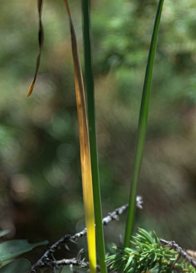Allium strictum, photographed by Pavel Komkov
