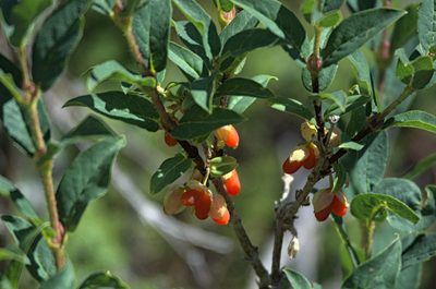 Lonicera hispida, photographed by Pavel Komkov