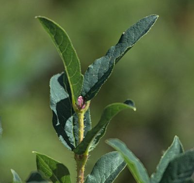 Lonicera hispida, photographed by Pavel Komkov