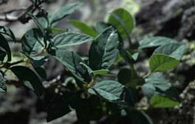 Lonicera hispida, photographed by Pavel Komkov