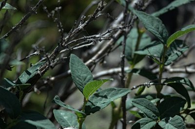 Lonicera hispida, photographed by Pavel Komkov