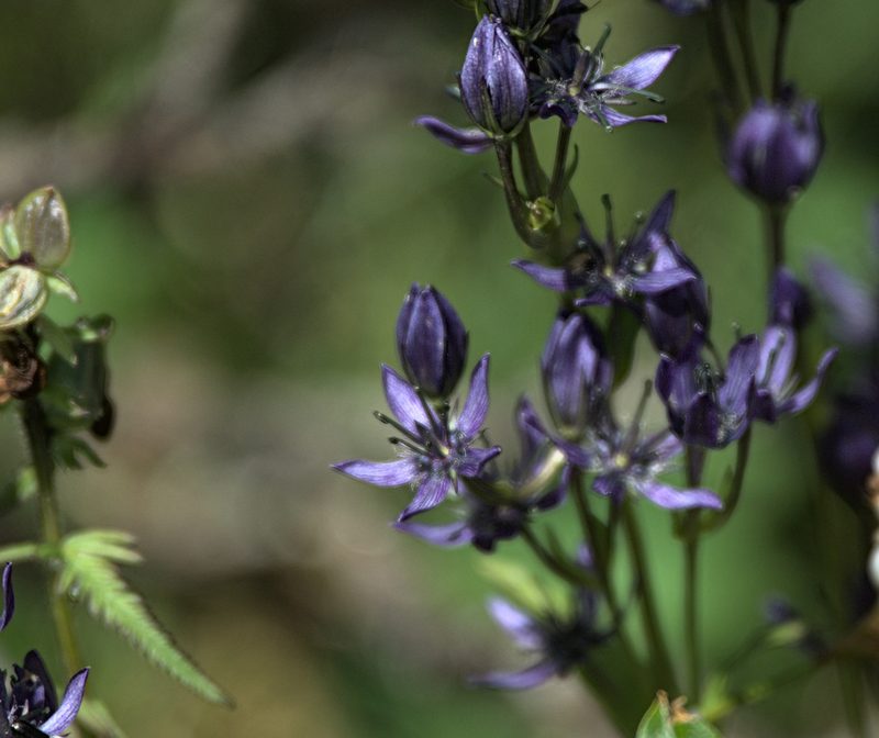 Swertia obtusa, photographed by Pavel Komkov