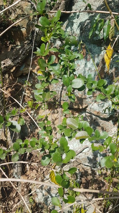 Putterlickia verrucosa, photographed by Suvarna Parbhoo Mohan