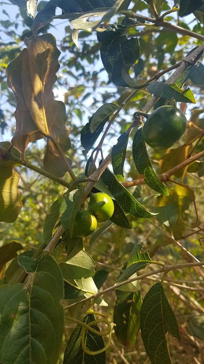 Vangueria lasiantha, photographed by Suvarna Parbhoo Mohan