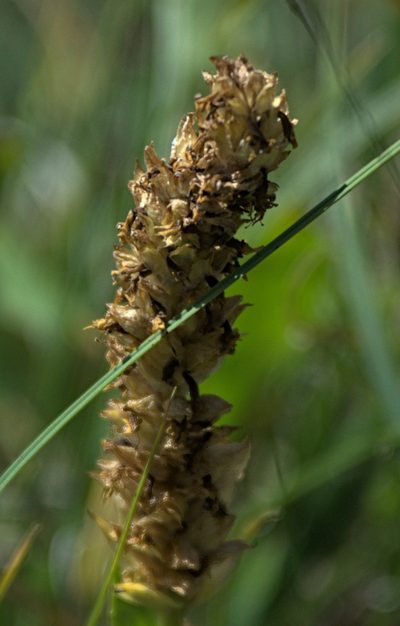 Lagotis integrifolia, photographed by Pavel Komkov