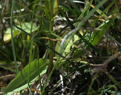 Lagotis integrifolia, photographed by Pavel Komkov
