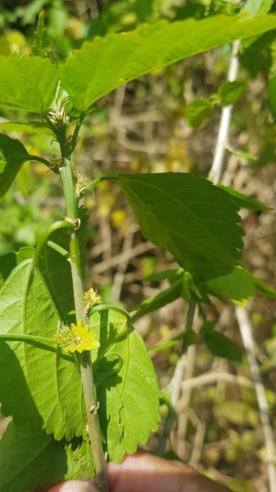 Acalypha glabrata, photographed by Suvarna Parbhoo Mohan