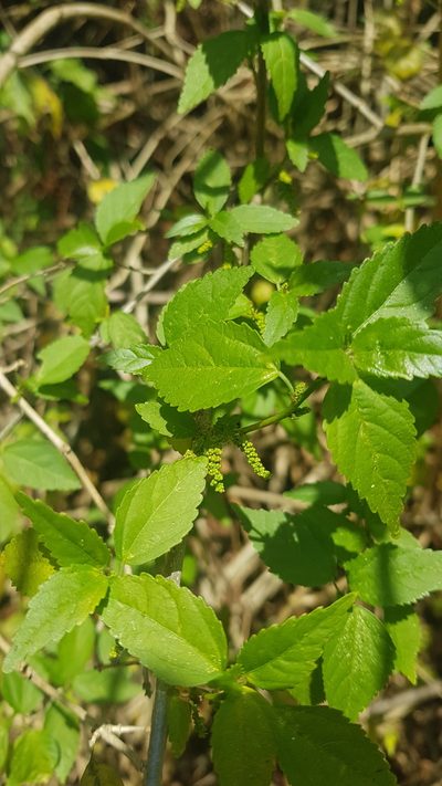 Acalypha glabrata, photographed by Suvarna Parbhoo Mohan