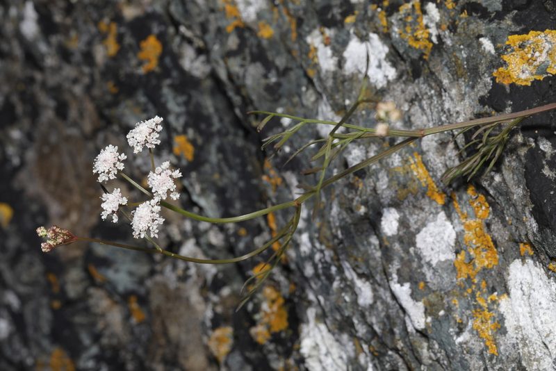Oenanthe lachenalii, photographed by Stephen James McWilliam