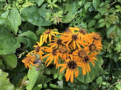 Ligularia dentata, photographed by Barbara Terhal