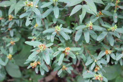 Hypericum prolificum, photographed by Steven Lamonde