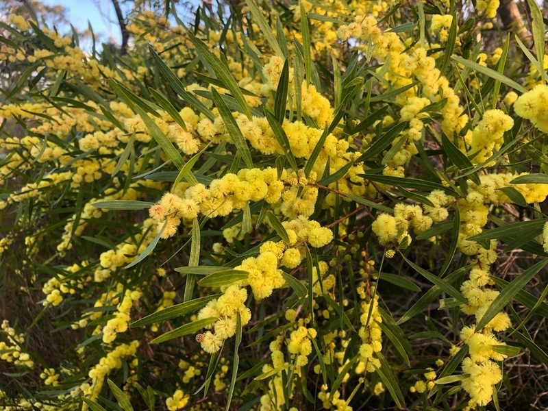 Acacia verniciflua, photographed by Connor Margetts