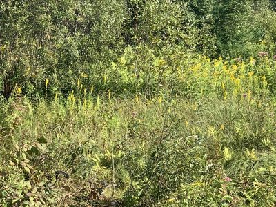 Solidago uliginosa, photographed by naturalist charlie