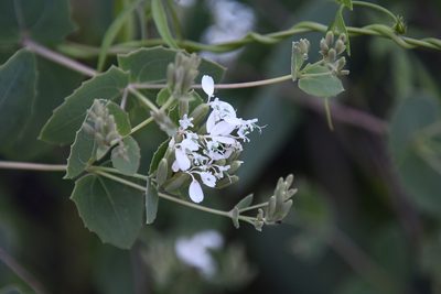 Guardiola platyphylla, photographed by Mike Ostrowski