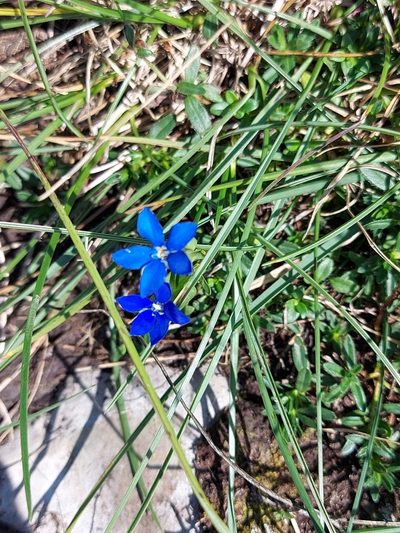 Gentiana utriculosa, photographed by Francesco Cecere