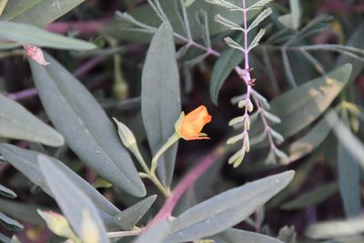 Talinum aurantiacum, photographed by Mike Ostrowski