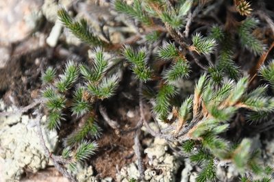 Selaginella rupincola, photographed by Mike Ostrowski