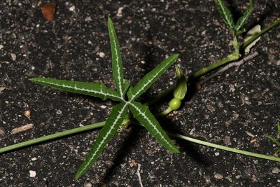 Cucurbita digitata, photographed by Mike Ostrowski