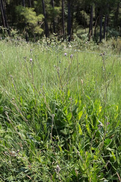 Cirsium monspessulanum, photographed by Tim Johnson