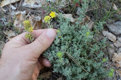 Teucrium aureum, photographed by Tim Johnson