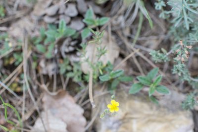 Helianthemum marifolium, photographed by Tim Johnson