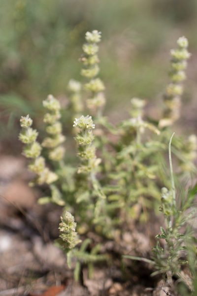Sideritis hirsuta, photographed by Tim Johnson