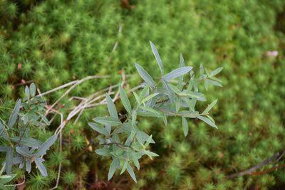 Salix rosmarinifolia, photographed by Игорь Васильев