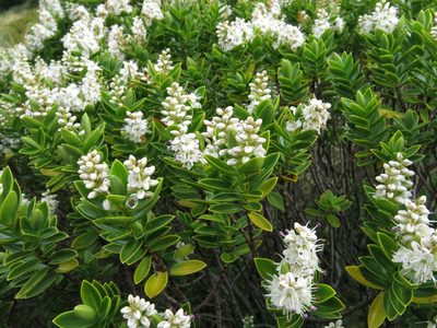 Veronica rakaiensis, photographed by John Barkla