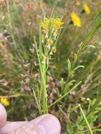 Erysimum virgatum, photographed by Alan Weakley