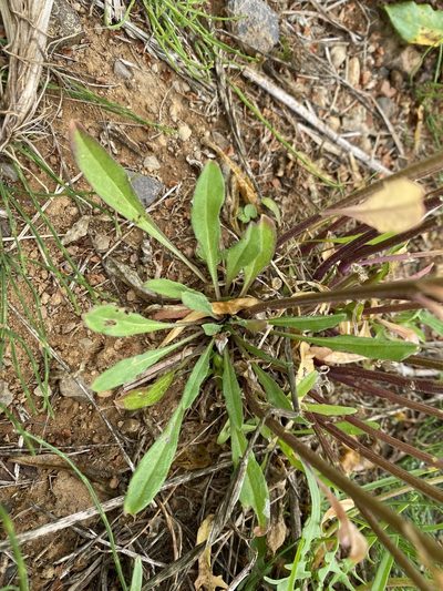 Erysimum virgatum, photographed by Alan Weakley