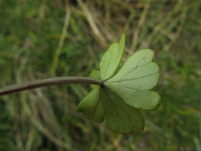 Azorella pallida, photographed by John Barkla