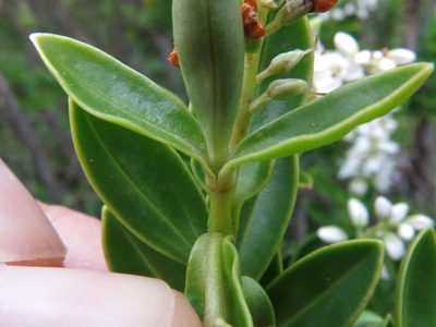 Veronica rakaiensis, photographed by John Barkla
