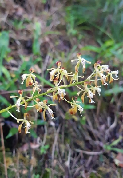 Epidendrum cylindraceum, photographed by Thibaud Aronson