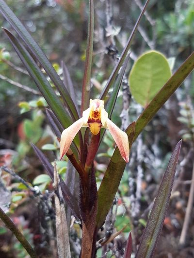 Maxillaria meridensis, photographed by Thibaud Aronson