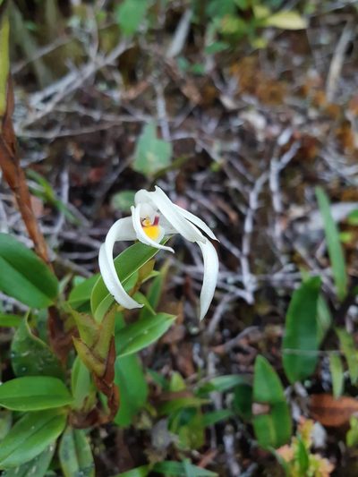 Maxillaria floribunda, photographed by Thibaud Aronson