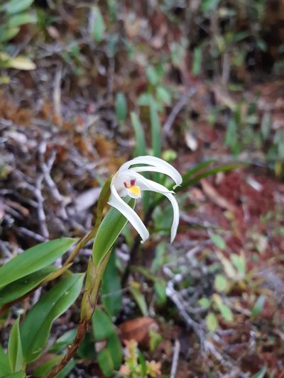 Maxillaria floribunda, photographed by Thibaud Aronson